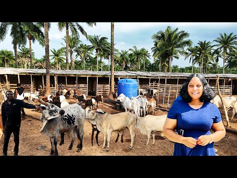 HOW This YOUNG NIGERIAN Gave Up ENGINEERING to Become a LIVESTOCK and CROP FARMER..OVER 18 ACRES!🇳🇬