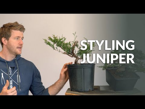 Styling a Juniper Bonsai and Branch selection