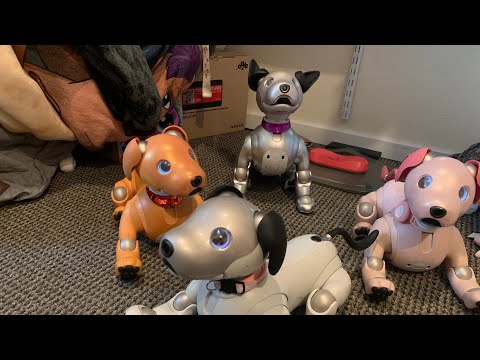 What is it like running 4 Aibo ERS-1000s?