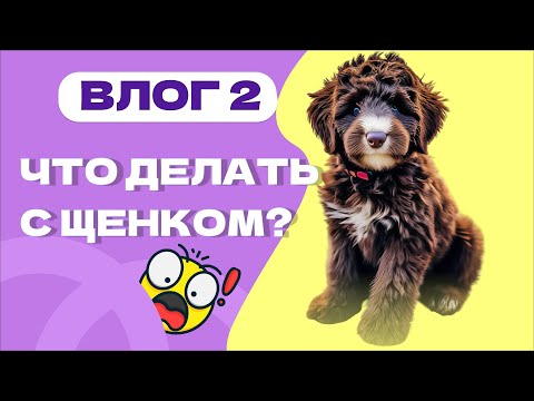 FIRST DAYS AT HOME: PUPPY SCHEDULE, LITTER TRAINING, PROHIBITIONS.