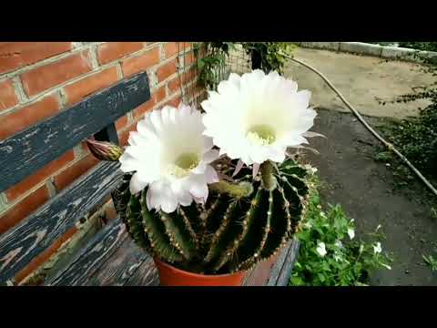 КАКТУС ПЯТОЕ ЦВЕТЕНИЕ. МИФ О ЗИМНЕМ ПОЛИВЕ.