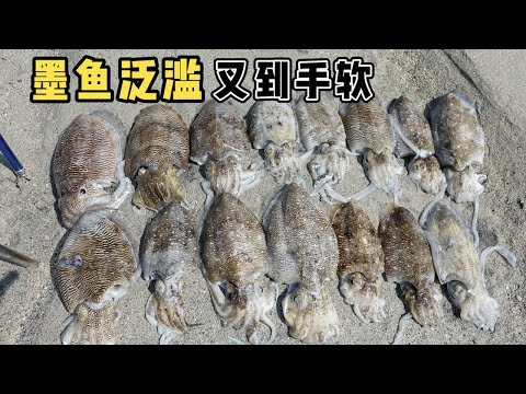 《环球探海记》阿曼 第53天：粉丝朋友见到浅滩的墨鱼泛滥，直接被惊呆 ！ #墨鱼 #赶海 #阿曼 #旅行