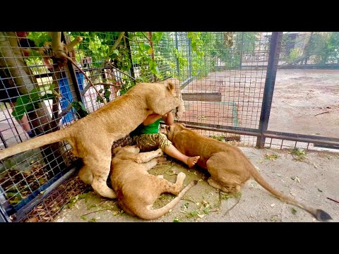 ОЧЕНЬ ЭКСТРЕМАЛЬНО! Лев Шерхан прыгнул на меня и повалил, пока остальные львы держали Олега Зубкова!