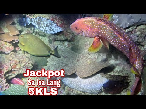 Episode 646 Jackpot sa Isa Lang 5KLS night spearfishing Philippines 
