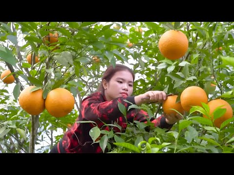 Harvesting ripe oranges - Cutting bamboo to weave baskets, caring for abandoned newborn babies