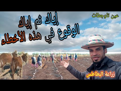 إستراتيجية زراعة البطاطس بالمغرب تطورات في عالم الفلاحة