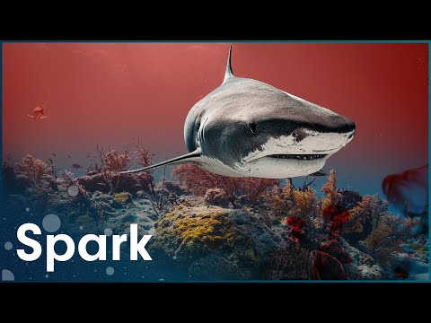 Why Do Sharks Attack Humans?