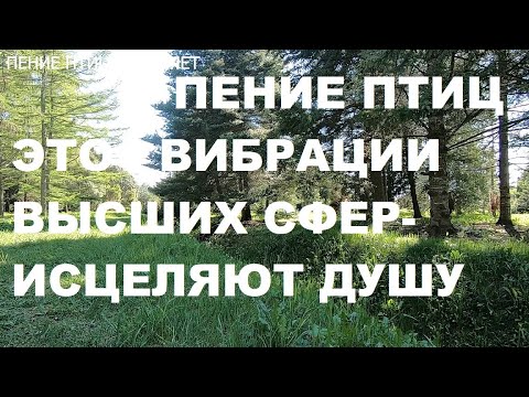 ВОЛШЕБНОЕ ПЕНИЕ ДРОЗДА СОЗДАЁТ ГАРМОНИЮ В ДУШЕ ИСЦЕЛЯЯ ЕЁ.ЕСЛИ СПОКОЙНЫЕ НЕРВЫ-БУДЕТ СПОКОЙНЫЙ СОН.