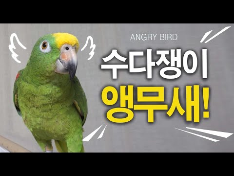 수다가 취미인 앵무새? / 사람과 싸우는 앵무새 별이 / 실사판 앵그리버드 별이 / 사람과 대화하는 아마존 앵무새 / ANGRY BIRD