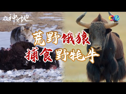 The Land of Spirits | Hungry wolves are hunting wild yaks