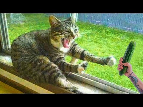 ПОДБОРКА СМЕШНЫХ КОТОВ #4