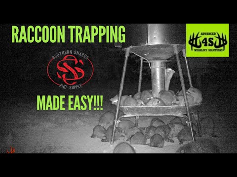 Raccoon Trapping Made Easy!!!(w/ Dog Proof Traps)