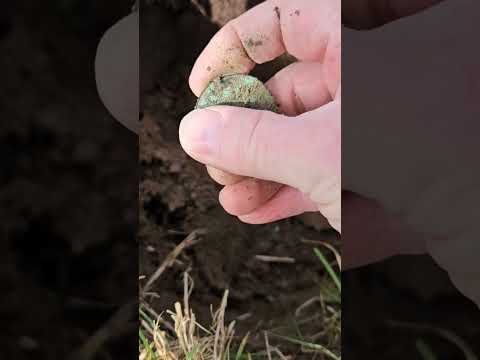 Big copper coin found metal detecting pasture #metaldetecting