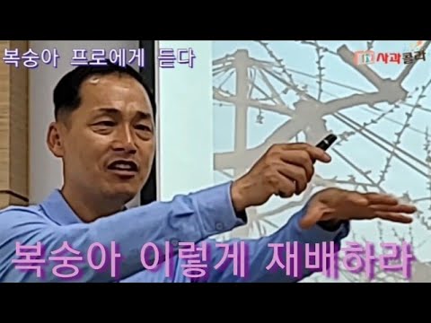 [복숭아재배] 이 한컷만 바꾸면 나무도 웃을것. 일1/3로 줄어든다