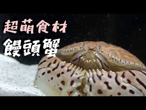 這隻螃蟹漁民都不想吃 ? 但我居然吃出高級螃蟹的口味 ❤️❤️ 在宜蘭大溪漁港買回家處理，做成好吃的螃蟹料理。