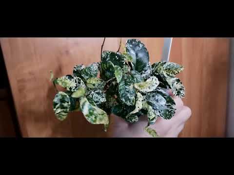 Review of my plants. Part 4.