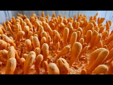 PFTek CORDY TUB METHOD, Fast Yields/No Contams