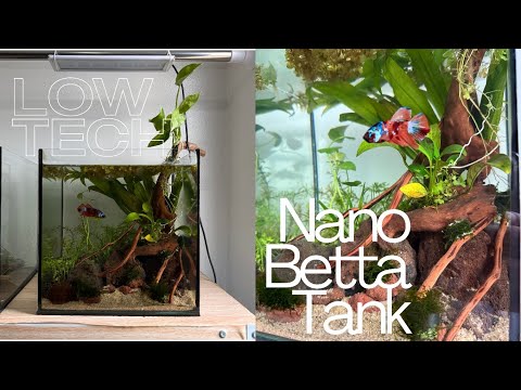 Low Tech Nature Style Betta Tank
