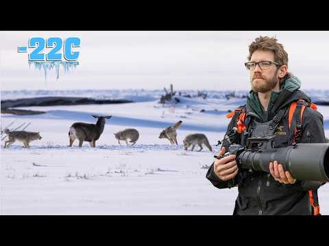 Surviving Yellowstone’s Brutal Winter – Wildlife Photography at -22C