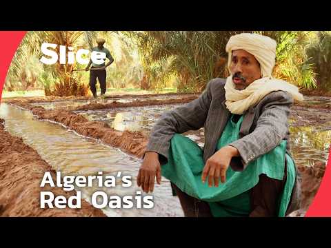 Timimoun’s Fight to Preserve Algeria’s Most Iconic Oasis Way of Life | SLICE | FULL DOCUMENTARY