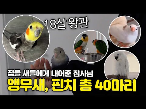 새 40마리 키우는 집사님, (앵무새, 핀치)