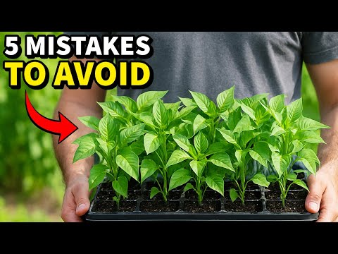 5 Mistakes You Must NEVER Make When Growing Peppers