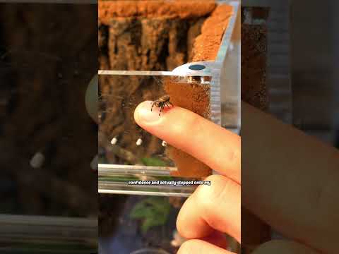 watch what happens when I befriend a tiny spider