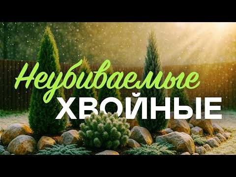 These Conifers Look Luxurious, But They Cost Pennies! I Couldn't Believe My Eyes When...