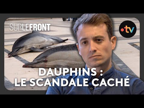 100 000 dauphins morts en mer : enquête sur le massacre des côtes françaises – Sur le front