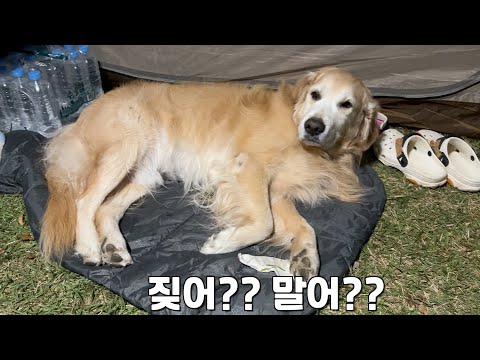 The reason why the retriever, who welcomes even a thief, suddenly barks lol