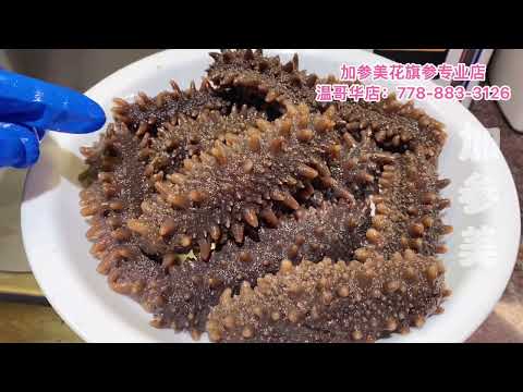 日本关东辽参泡发过程—【Maybel话你知】Japan sea cucumber soaking method