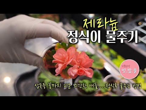 제라늄 정식이 물주기 #제라늄정식후물주기 #제라늄정식 #제라늄물주기