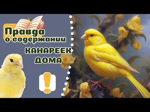 The Truth About Keeping Canaries. 20 Important Facts.