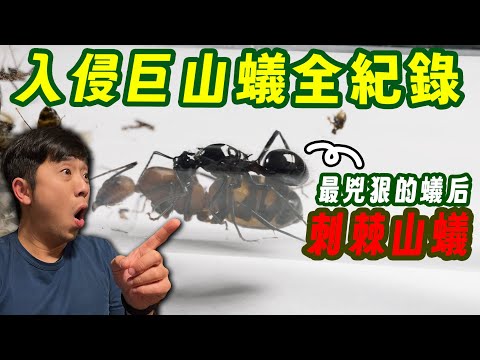 刺棘山蟻「入侵」巨山蟻全記錄｜交涉過程超刺激｜【臺灣蟻窟】