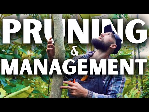 How to PRUNE & MANAGE a Food Forest (Syntropic Training)