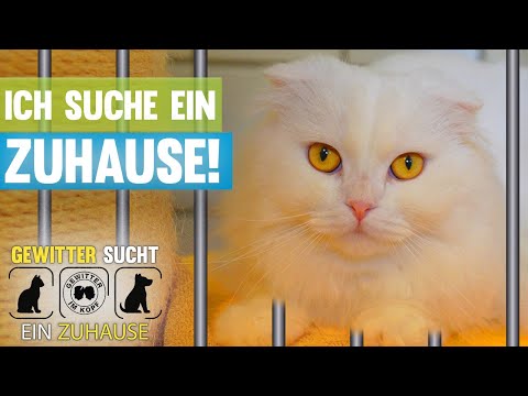 Das Tierheim braucht eure Hilfe! Gewitter sucht ein Zuhause