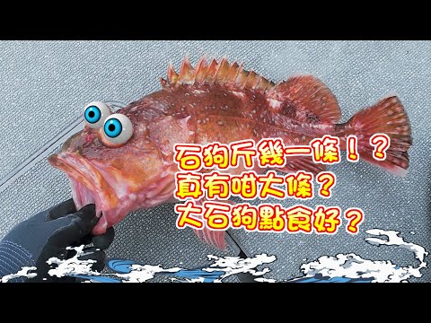 【漁人推介】福岡釣魚之旅 阿火帶大家到福岡釣魚 游動丸釣巨型石狗公， 赤鱲/真鯛釣不停，油甘魚都釣到？大石狗刺身還是清蒸？ Catch and Cook ｜Fukuoka Fishing Trip