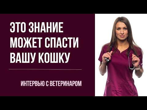 О кошачьей чумке, вирусах и лучших вакцинах | ТОП-50 вопросов врачу инфекционисту Питера
