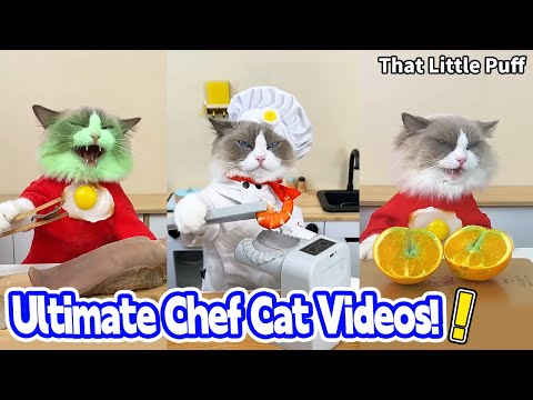 Ultimate Chef Cat Videos! 😝 BEST Compilation | That Little Puff