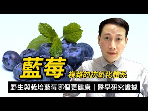 藍莓，野生與人工栽培的差異，從醫學證據的角度探索其對心腦系統的影響
