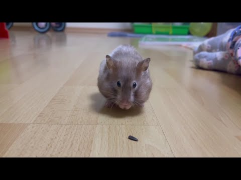Funny hamster eats tasty treats