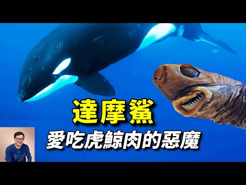 吃虎鯨的肉，喝大白鯊的血，以所有海洋動物為食的惡魔——達摩鯊【老肉雜談】#動物 #海洋生物 #野生動物 #鯊魚 #shark