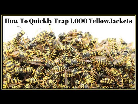 How To Quickly Trap 1,000 YellowJackets In Just Hours. Mousetrap Monday