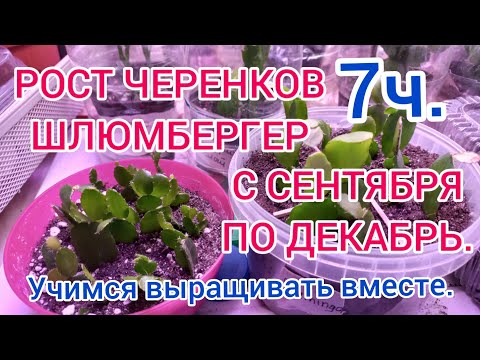 SPLENDID GROWTH OF SCHLUMBER AND RHIPSALIDOPSIS CUTTINGS. USING THE HB101 STIMULATOR.