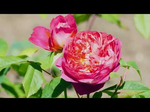 Невероятно красивая мелодия Сергея Грищука 🌿 Восстановление нервной системы | До слез | 2025