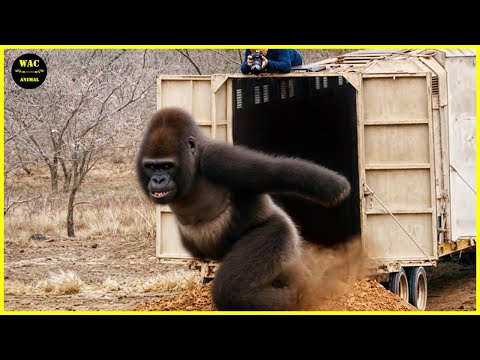 Watch These Animals Being Freed For The First Time #7