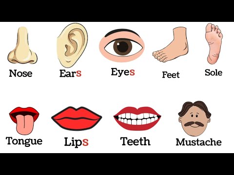 50+ Parts of body name | parts of body name with pictures | parts of the Body |