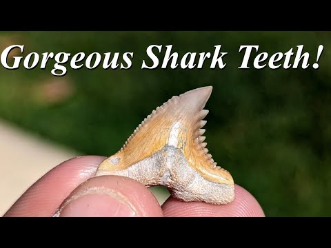These Teeth are Gorgeous! Hunting for Colorful Shark Teeth with Derek the Rock Master!
