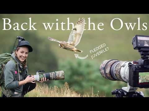 Back with the Long Eared Owls - but now they are adults 🦉🦉🦉