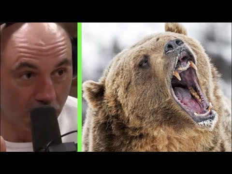 Joe Rogan - What to do If You're Attacked by a Grizzly Bear